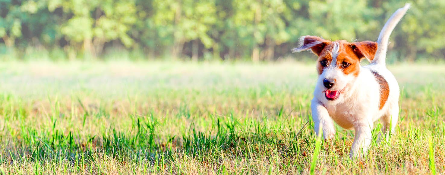Dog Names Ending In Ia Popular Male And Female Names Wag 